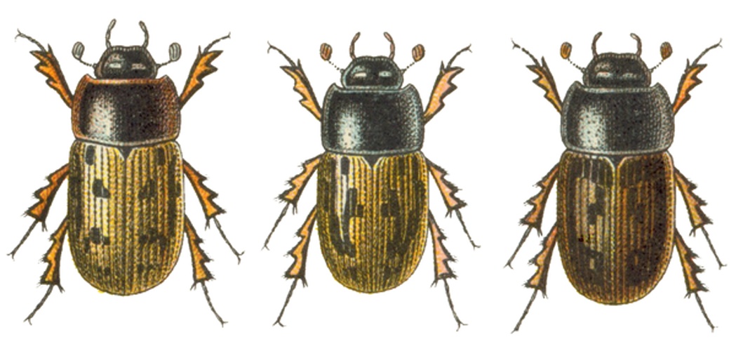  © <bdi><a href="https://en.wikipedia.org/wiki/en:Edmund_Reitter" class="extiw" title="w:en:Edmund Reitter">Edmund Reitter</a>
</bdi>