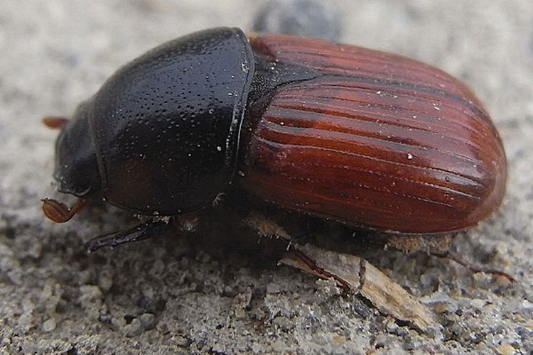Coprimorphus scrutator © <a href="//commons.wikimedia.org/wiki/User:Siga" title="User:Siga">Siga</a>