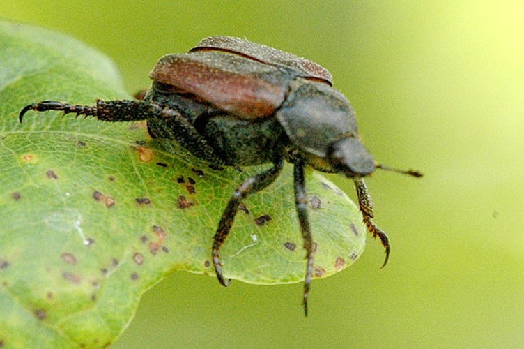 Hoplia philanthus © James K. Lindsey