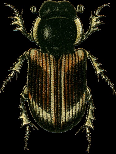 Melinopterus punctatosulcatus © Georgiy Jacobson