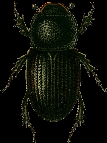 Trichonotulus scrofa &copy; Georgiy Jacobson