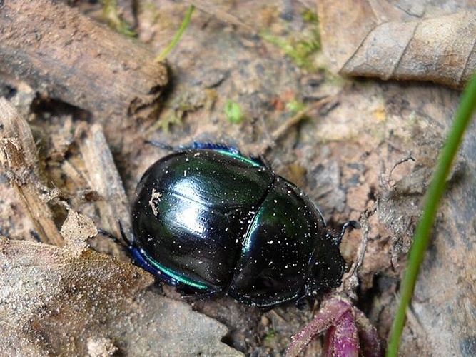 Trypocopris pyrenaeus © <a rel="nofollow" class="external text" href="https://www.biolib.cz/en/person/id1489/">Francesco Vitali</a>