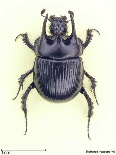 Typhaeus typhoeus © 