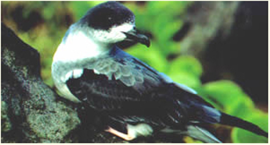 Barau's Petrel &copy; SEOR