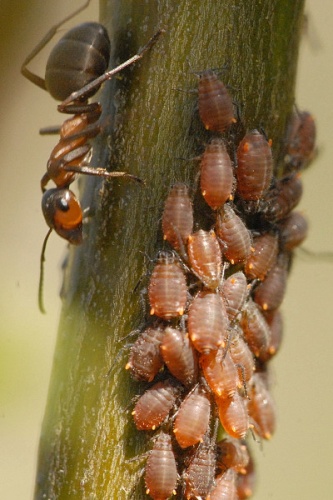 Aphis farinosa &copy; James K. Lindsey