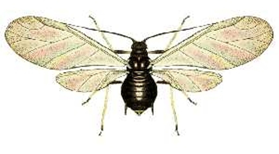 Brachycaudus persicae &copy; <span lang="en">Unknown</span>