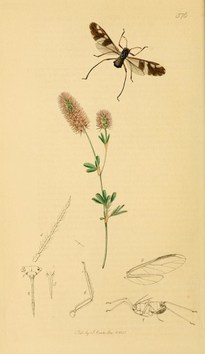 Lachnus roboris © <bdi><a href="https://en.wikipedia.org/wiki/en:John_Curtis_(entomologist)" class="extiw" title="w:en:John Curtis (entomologist)">John Curtis</a>
</bdi>