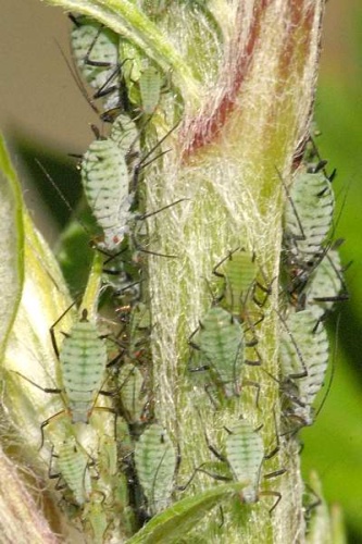 Macrosiphoniella artemisiae &copy; James K. Lindsey