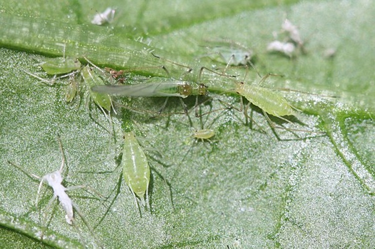 Macrosiphum euphorbiae &copy; Whitney Cranshaw, Colorado State University, Bugwood.org