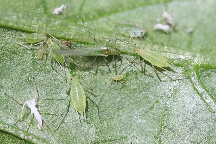 Macrosiphum euphorbiae © Whitney Cranshaw, Colorado State University, Bugwood.org