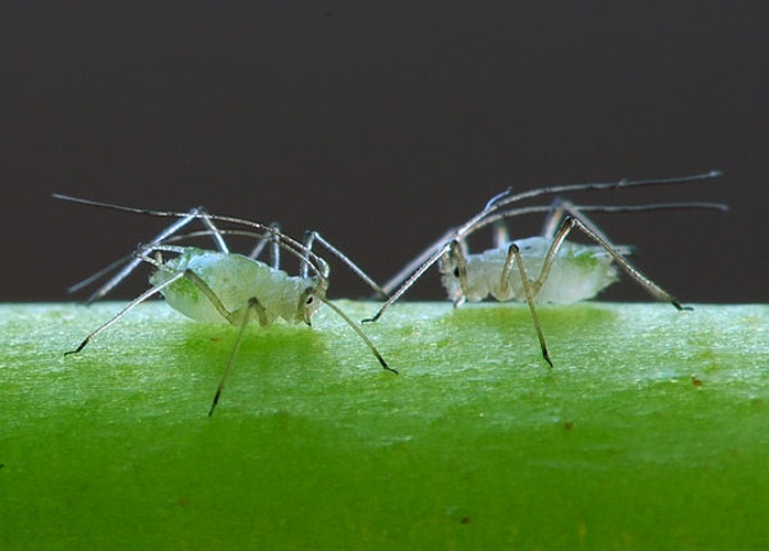 Macrosiphum rosae © <a href="//commons.wikimedia.org/wiki/User:Lviatour" title="User:Lviatour">Luc Viatour</a>