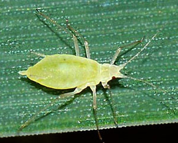 Metopolophium dirhodum &copy; Influentialpoints.com