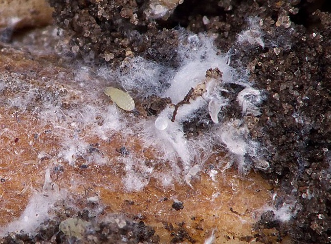 Pemphigus bursarius &copy; <a href="//commons.wikimedia.org/wiki/User:Rasbak" title="User:Rasbak">Rasbak</a>