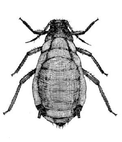 Rhopalosiphum maidis &copy; <span lang="en">Unknown</span>