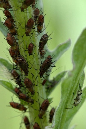Uroleucon jaceae &copy; James K. Lindsey
