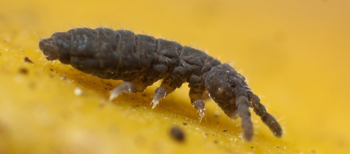 Hypogastrura viatica &copy; <a rel="nofollow" class="external text" href="https://www.flickr.com/people/89396233@N00">Andy Murray</a>