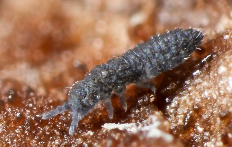 Xenylla grisea &copy; <a rel="nofollow" class="external text" href="https://www.flickr.com/people/89396233@N00">Andy Murray</a>