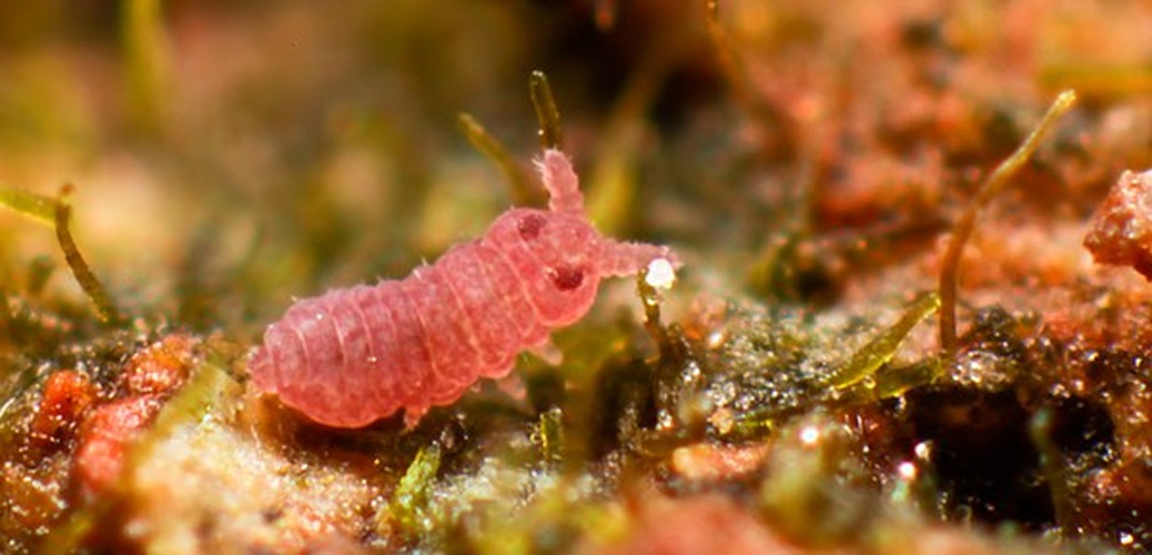 Brachystomella parvula © <a rel="nofollow" class="external text" href="https://www.flickr.com/people/89396233@N00">Andy Murray</a>