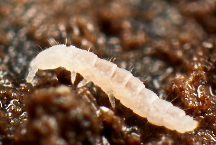 Mesaphorura macrochaeta &copy; <a rel="nofollow" class="external text" href="https://www.flickr.com/people/89396233@N00">Andy Murray</a>