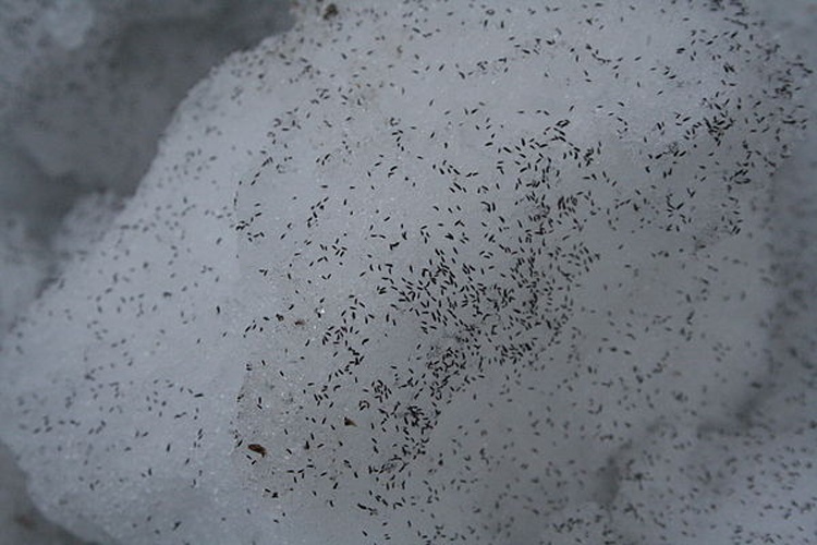 Desoria nivalis © Rolf Schlagenhaft