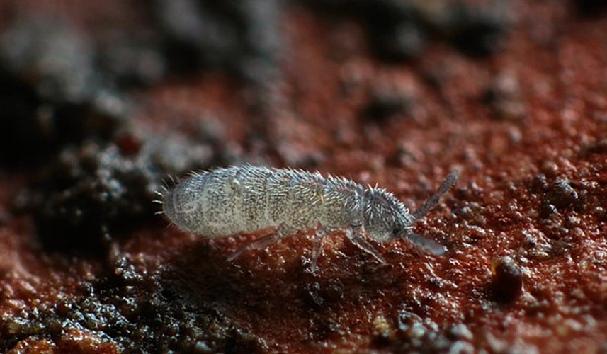 Parisotoma notabilis &copy; <a rel="nofollow" class="external text" href="https://www.flickr.com/people/89396233@N00">Andy Murray</a>