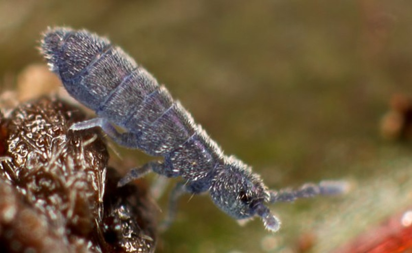 Vertagopus arboreus © <a rel="nofollow" class="external text" href="https://www.flickr.com/people/89396233@N00">Andy Murray</a>