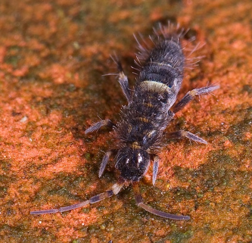 Orchesella cincta © <a href="//commons.wikimedia.org/wiki/User:Mvuijlst" title="User:Mvuijlst">Mvuijlst</a>