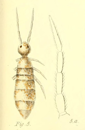 Heteromurus nitidus © Robert Templeton