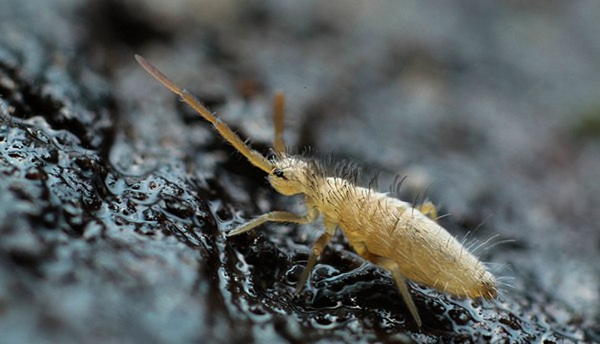 Entomobrya lanuginosa © <a rel="nofollow" class="external text" href="https://www.flickr.com/people/89396233@N00">Andy Murray</a>