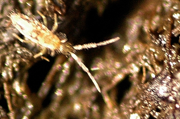 Entomobrya nivalis © James K. Lindsey