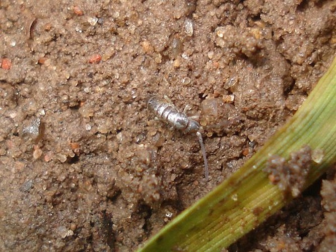 Pogonognathellus flavescens © <a href="//commons.wikimedia.org/wiki/User:Sanja565658" title="User:Sanja565658">Sanja565658</a>