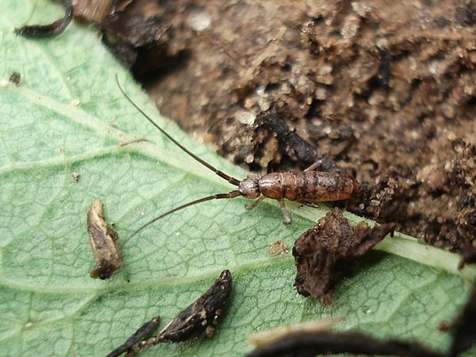 Pogonognathellus longicornis © <a href="//commons.wikimedia.org/wiki/User:Sanja565658" title="User:Sanja565658">Sanja565658</a>