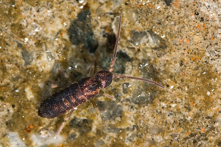 Tomocerus minor &copy; <a href="//commons.wikimedia.org/wiki/User:Mvuijlst" title="User:Mvuijlst">Mvuijlst</a>