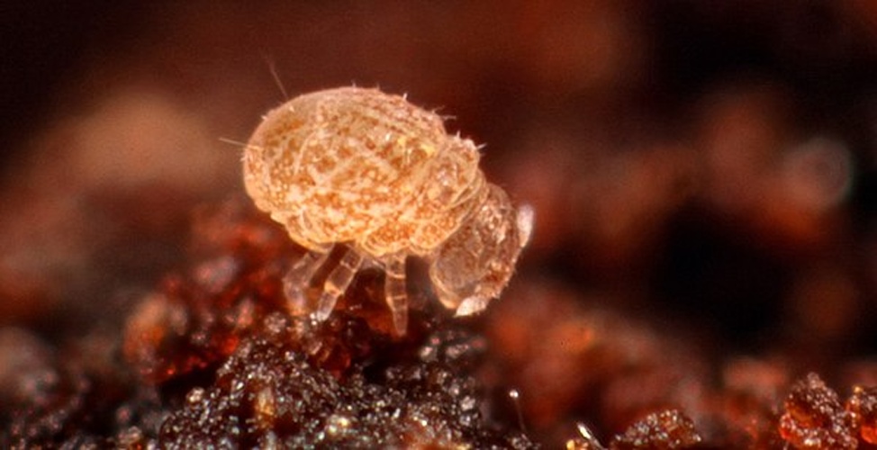 Megalothorax minimus &copy; <a rel="nofollow" class="external text" href="https://www.flickr.com/people/89396233@N00">Andy Murray</a>