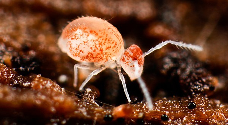 Arrhopalites principalis &copy; <a rel="nofollow" class="external text" href="https://www.flickr.com/people/89396233@N00">Andy Murray</a>