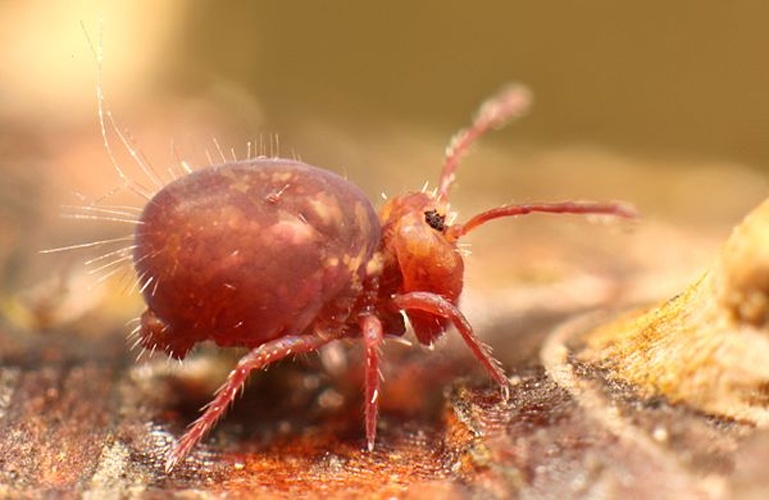 Dicyrtoma fusca © <a rel="nofollow" class="external text" href="https://www.flickr.com/people/89396233@N00">Andy Murray</a>