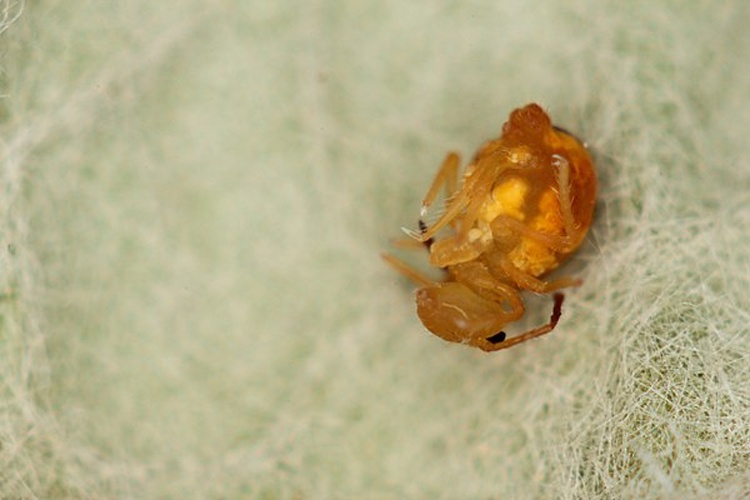 Dicyrtomina minuta &copy; <a rel="nofollow" class="external text" href="https://www.flickr.com/people/89396233@N00">Andy Murray</a>