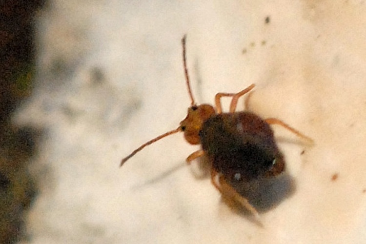 Dicyrtomina ornata © James K. Lindsey