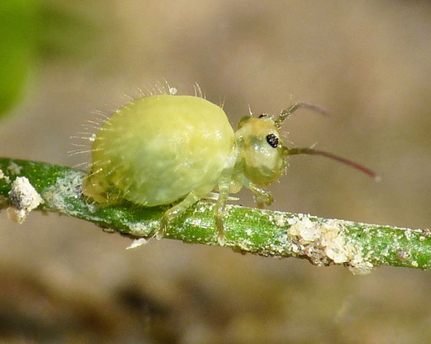 Sminthurus viridis © <a href="//commons.wikimedia.org/wiki/User:Lucarelli" title="User:Lucarelli">Lucarelli</a>