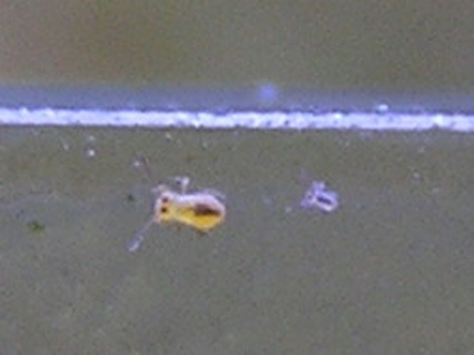 Sminthurides aquaticus &copy; MdE (<a href="https://de.wikipedia.org/wiki/Benutzer:MdE" class="extiw" title="de:Benutzer:MdE">page at dewiki</a> | <a href="//commons.wikimedia.org/wiki/User:MdE" title="User:MdE">page at commons</a>)