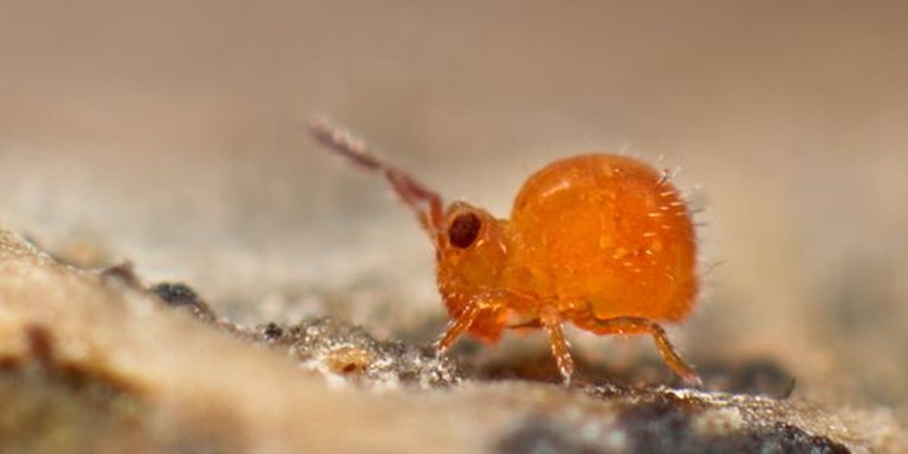 Sminthurides parvulus © <a rel="nofollow" class="external text" href="https://www.flickr.com/people/89396233@N00">Andy Murray</a>