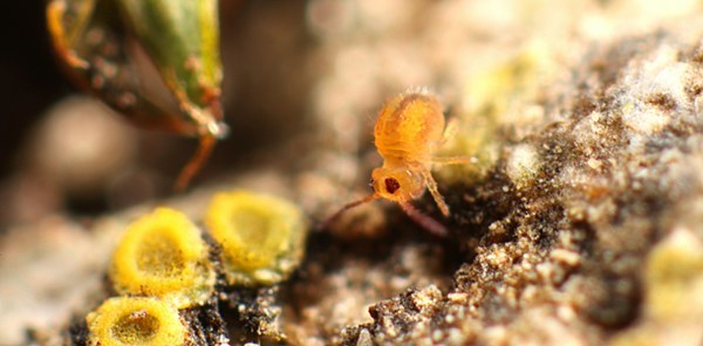 Sminthurides signatus &copy; <a rel="nofollow" class="external text" href="https://www.flickr.com/people/89396233@N00">Andy Murray</a>