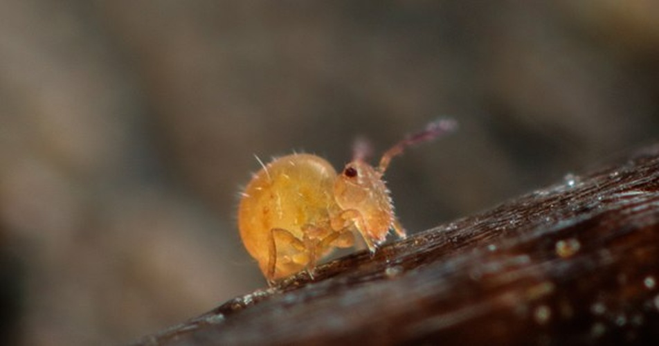 Sphaeridia pumilis &copy; <a rel="nofollow" class="external text" href="https://www.flickr.com/people/89396233@N00">Andy Murray</a>