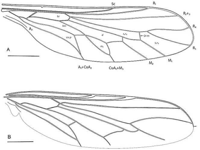 Cyrtus gibbus © Winterton S, Gillung J