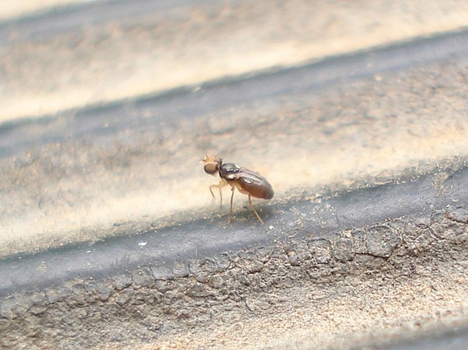 Stiphrosoma sabulosum &copy; <a href="//commons.wikimedia.org/wiki/User:Sanja565658" title="User:Sanja565658">Sanja565658</a>