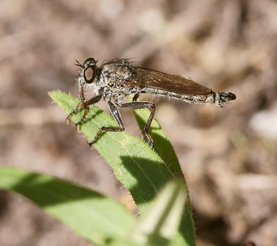 Tolmerus atricapillus © <a href="//commons.wikimedia.org/wiki/User:Kallerna" title="User:Kallerna">kallerna</a>