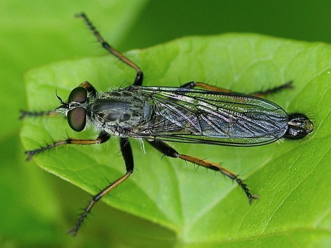 Neomochtherus geniculatus © <a href="//commons.wikimedia.org/w/index.php?title=User:Marion_F&amp;action=edit&amp;redlink=1" class="new" title="User:Marion F (page does not exist)">Marion Friedrich</a>