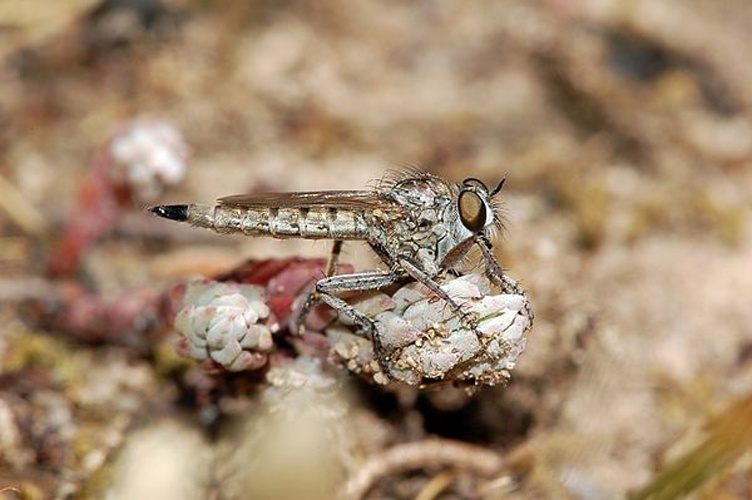 Machimus lacinulatus &copy; <a href="//commons.wikimedia.org/wiki/User:Dysmachus" title="User:Dysmachus">Fritz Geller-Grimm</a> and Felix Grimm