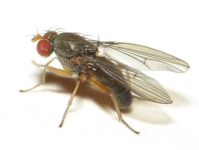 Diastata fuscula © <table style="width:100%; border:1px solid #aaa; background:#efd; text-align:center"><tbody><tr>
<td>
<a href="//commons.wikimedia.org/wiki/File:Aspitates_ochrearia.jpg" class="image"><img alt="Aspitates ochrearia.jpg" src="https://upload.wikimedia.org/wikipedia/commons/thumb/b/bc/Aspitates_ochrearia.jpg/55px-Aspitates_ochrearia.jpg" decoding="async" width="55" height="41" srcset="https://upload.wikimedia.org/wikipedia/commons/thumb/b/bc/Aspitates_ochrearia.jpg/83px-Aspitates_ochrearia.jpg 1.5x, https://upload.wikimedia.org/wikipedia/commons/thumb/b/bc/Aspitates_ochrearia.jpg/110px-Aspitates_ochrearia.jpg 2x" data-file-width="800" data-file-height="600"></a>
</td>
<td>This image is created by user <a rel="nofollow" class="external text" href="http://waarneming.nl/user/photos/19474">Dick Belgers</a> at <a rel="nofollow" class="external text" href="http://waarneming.nl/">waarneming.nl</a>, a source of nature observations in the Netherlands.
</td>
</tr></tbody></table>