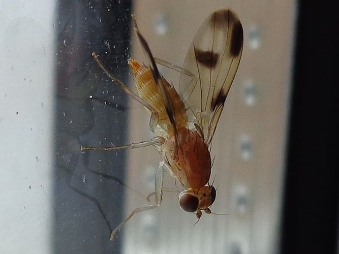 Paraclusia tigrina © <a href="//commons.wikimedia.org/wiki/User:AfroBrazilian" title="User:AfroBrazilian">AfroBrazilian</a>